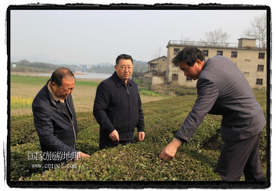 婺源縣茶業(yè)局積極組織茶技人員到中云、鎮(zhèn)頭、清華、思口等重點產(chǎn)茶鄉(xiāng)鎮(zhèn)，深入茶園地塊、名優(yōu)茶加工廠開展技術服務。
